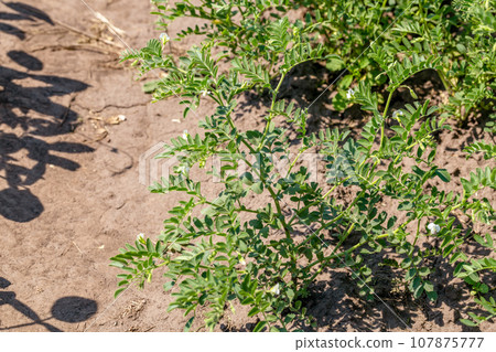 Woman shows chickpeas in close up. Chickpea are growing on the field Woman shows chickpeas in close up. Chickpea are growing on the field 107875777