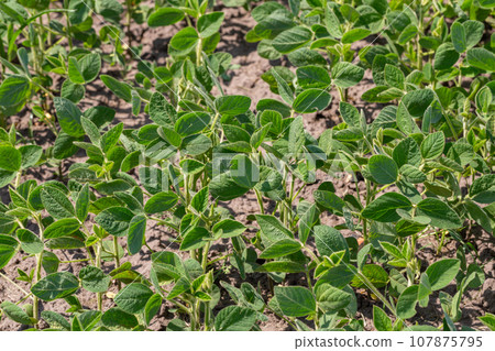 Fresh green soy plants on the field in spring. Rows of young soybean plants Fresh green soy plants on the field in spring. Rows of young soybean plants 107875795
