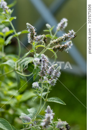 Mint leaf or peppermint plant grow at vegetable garden. 107875806