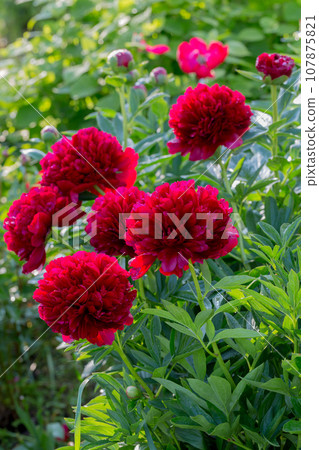 Red Peony albiflora. Paeonia officinalis Command Performance in the garden Red Peony albiflora. Paeonia officinalis Command Performance in the garden 107875821