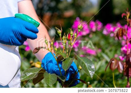 treatment in the garden of young shoots of roses from aphids, whiteflies and insect pests treatment in the garden of young shoots of roses from aphids, whiteflies and insect pests 107875822
