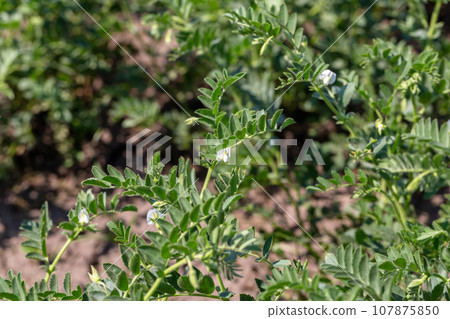 Chickpeas in garden with leaves. Chickpeas plant growing. 107875850