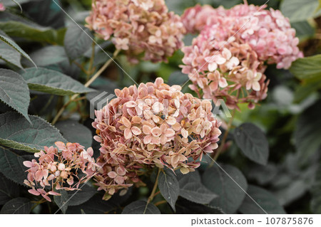 Flowering hydrangea tree, Hydrangea arborescens or Candybelle Bubblegum in the garden in summer Flowering hydrangea tree, Hydrangea arborescens or Candybelle Bubblegum in the garden in summer 107875876
