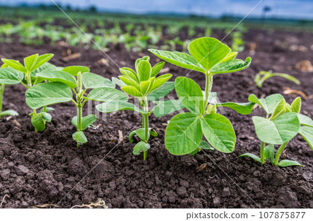 Fresh green soy plants on the field in spring. Rows of young soybean plants Fresh green soy plants on the field in spring. Rows of young soybean plants 107875877