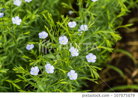 Flax blooms. Green flax field in summer Sunny day. Agriculture, the cultivation of flax. Flax blooms. Green flax field in summer Sunny day. Agriculture, the cultivation of flax. 107875879