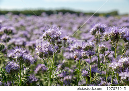 Lacy phacelia, blue tansy or purple tansy. Phacelia tanacetifolia Lacy phacelia, blue tansy or purple tansy. Phacelia tanacetifolia 107875945