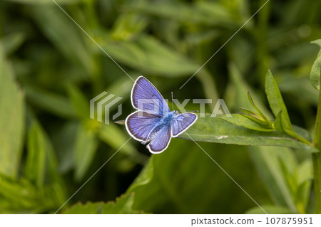 Beautiful (Lycaenidae) Blue Butterfly close up in the garden Beautiful (Lycaenidae) Blue Butterfly close up in the garden 107875951