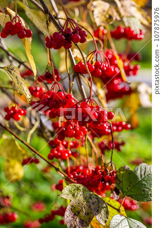 Viburnum branches with red berries on a gray autumn blurred background Viburnum branches with red berries on a gray autumn blurred background 107875976