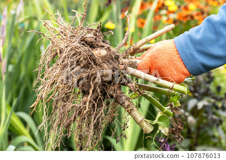 Hands hold dahlia tubers, just dug out of the ground for winter storage. Hands hold dahlia tubers, just dug out of the ground for winter storage. 107876013