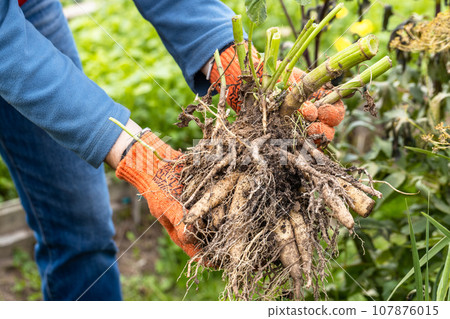 Hands hold dahlia tubers, just dug out of the ground for winter storage. 107876015