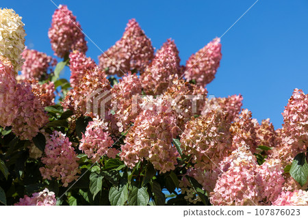 Hydrangea paniculata Vanille Fraise on a stem Hydrangea paniculata Vanille Fraise on a stem 107876023