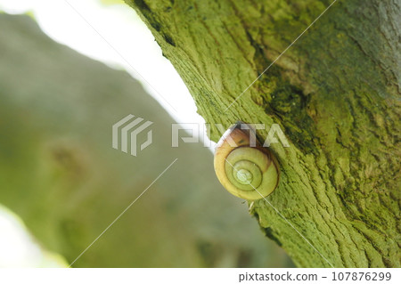 樹幹上的蝸牛 107876299