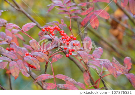 Nanakamado樹用紅色果子 107876521