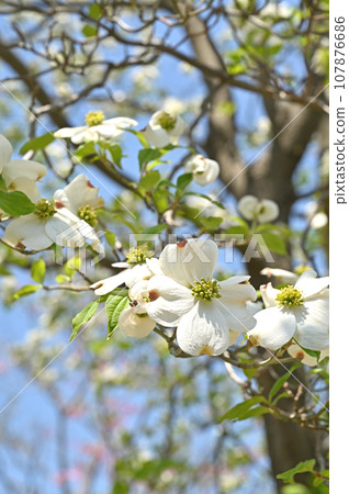 Tree: Dogwood Family 107876686