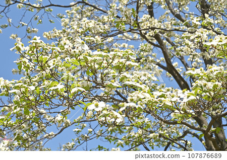 Tree: Dogwood Family 107876689