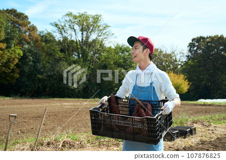A man harvesting sweet potatoes 107876825