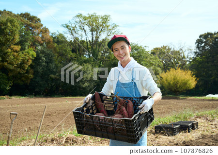 A man harvesting sweet potatoes 107876826