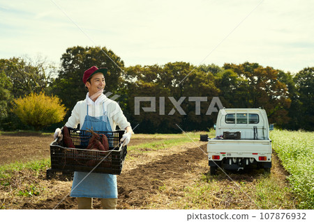 A man harvesting sweet potatoes A man harvesting sweet potatoes 107876932