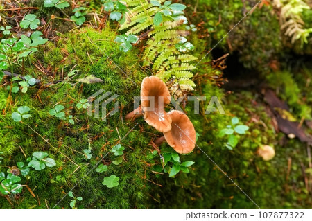 苔蘚上生長著美味的蘑菇 苔蘚上生長著美味的蘑菇 107877322