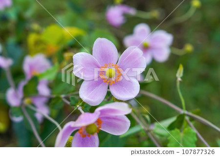 一朵盛開的淺紫色雛菊花靜靜地綻放 107877326