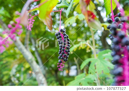 成熟美味但有劇毒的美洲商陸果實 107877327