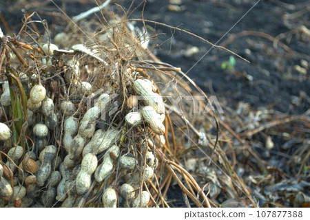 收穫的花生 107877388