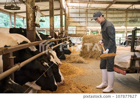 man feeding cows man feeding cows 107877627