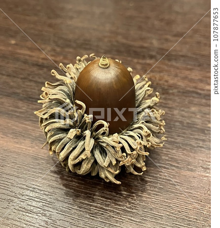 Acorns placed on a wooden table 107877653