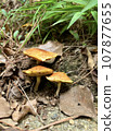 yellow mushrooms growing in the autumn forest 107877655