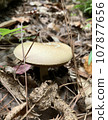 White mushrooms found in the forest in autumn 107877656