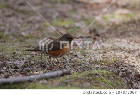 Akahara walking on the ground Akahara walking on the ground 107878067