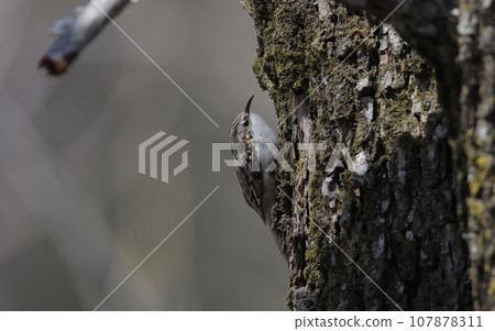 Yellow-bellied tree climbing vertically up the trunk Yellow-bellied tree climbing vertically up the trunk 107878311