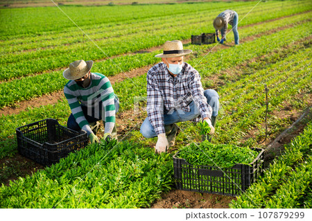 Farm workers in protective masks harvesting arugula on field Farm workers in protective masks harvesting arugula on field 107879299