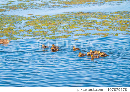Cute little duckling swimming alone in a lake or river with calm water 107879378