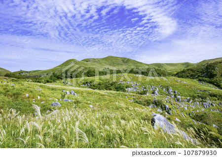 秋季美麗的平尾台，蒲葦隨風搖曳（福岡縣北九州市） 107879930