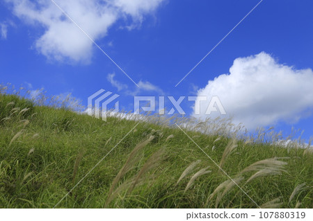 Pampas grass swaying in the wind on Hosono Plateau 107880319