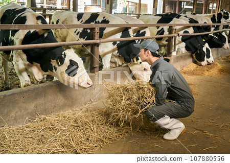 man feeding livestock 107880556