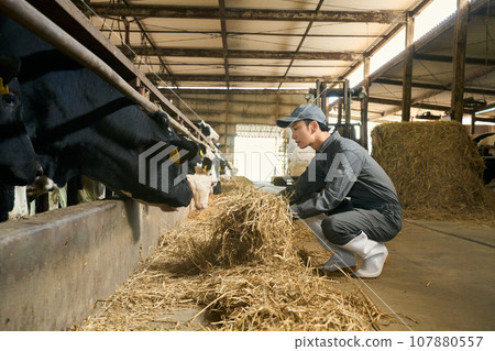 man feeding livestock 107880557