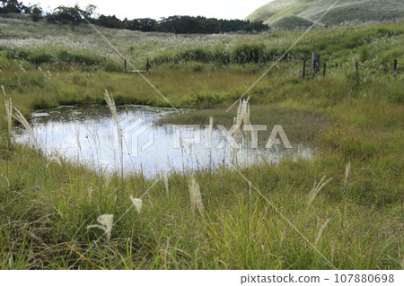 Miscanthus grass growing in clumps in a wetland 107880698