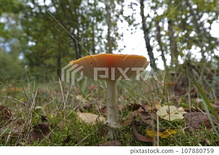 Low angle closeup on a highly toxic Fly agaric mushroom, Amanita muscaria, on the forest floor Low angle closeup on a highly toxic Fly agaric mushroom, Amanita muscaria, on the forest floor 107880759