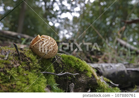 Closeup on the common earthball or pigskin poison puffball mushroom, Scleroderma citrinum on the forest floor Closeup on the common earthball or pigskin poison puffball mushroom, Scleroderma citrinum on the forest floor 107880761