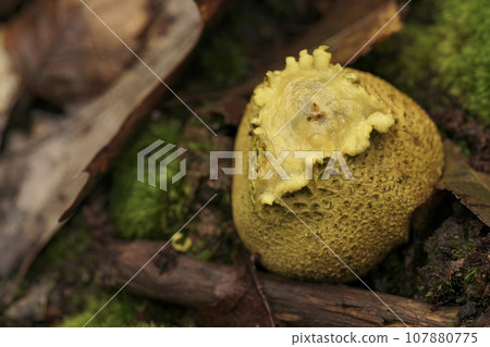 Closeup on the common earthball or pigskin poison puffball mushroom, Scleroderma citrinum on the forest floor Closeup on the common earthball or pigskin poison puffball mushroom, Scleroderma citrinum on the forest floor 107880775