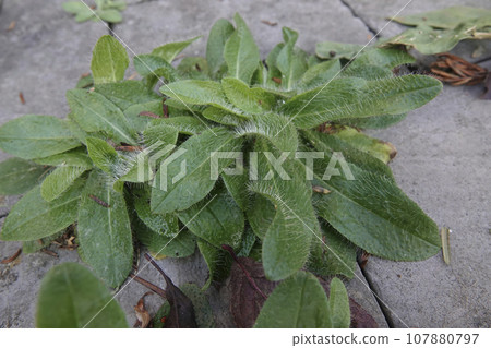 Closeup on the emerging foliage of Orange hawkweed perennial, Hieracium aurantiacum, growing between stones 107880797