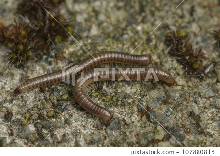 Closeup on the Blunt-tailed Snake Millipede, Cylindroiulus punctatus, sitting on stone in the garden 107880813