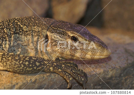Closeup on the head of a Nile monitor, Varanus niloticus 107880814