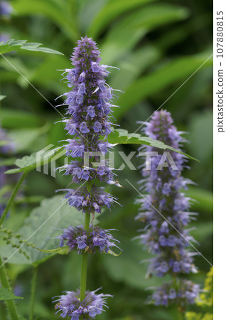 Vertical closeup on a purple flowering Korean mint, Agastache rugosa 107880815