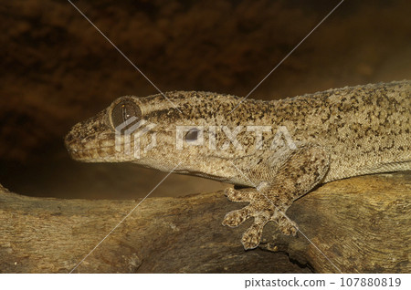 Closeup on the Grandidier's Velvet Gecko, Blaesodactylus sakalava, sitting on a tree branch Closeup on the Grandidier's Velvet Gecko, Blaesodactylus sakalava, sitting on a tree branch 107880819