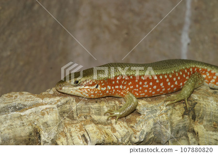 Closeup on the Red Sided Skink, Mabuya perroteti in a terrarium , basking in the sunlight Closeup on the Red Sided Skink, Mabuya perroteti in a terrarium , basking in the sunlight 107880820