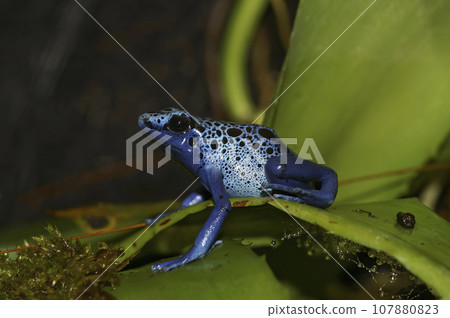 Closeup on the brigh blue colored Dyeing Poison Frog, Dendrobates tinctorius azureus Closeup on the brigh blue colored Dyeing Poison Frog, Dendrobates tinctorius azureus 107880823