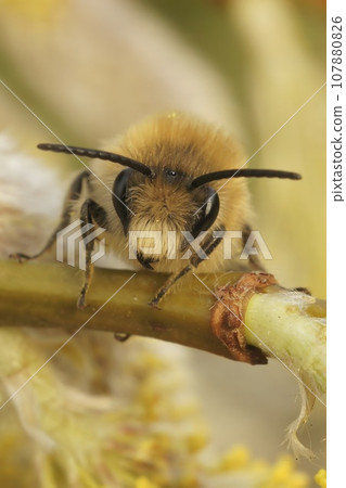 Facial closeup of the male vernal colletes or spring mining bee, Colletes cunicularius, on a Willow twig, Salix caprea Facial closeup of the male vernal colletes or spring mining bee, Colletes cunicularius, on a Willow twig, Salix caprea 107880826